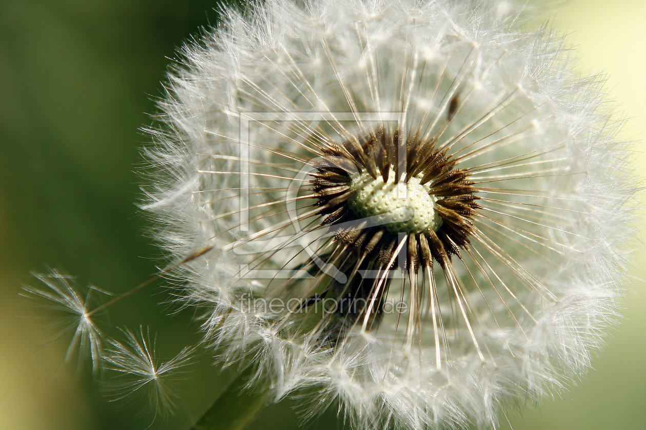 Bild-Nr.: 11453371 Pusteblume erstellt von Eileen Kumpf