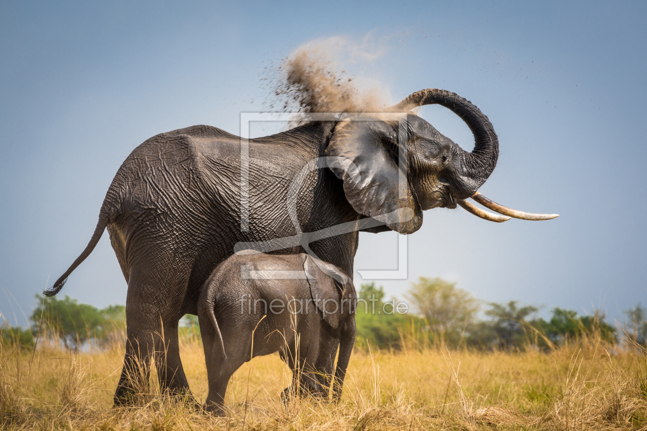 Bild-Nr.: 11454140 Elephant Shower erstellt von marasmus