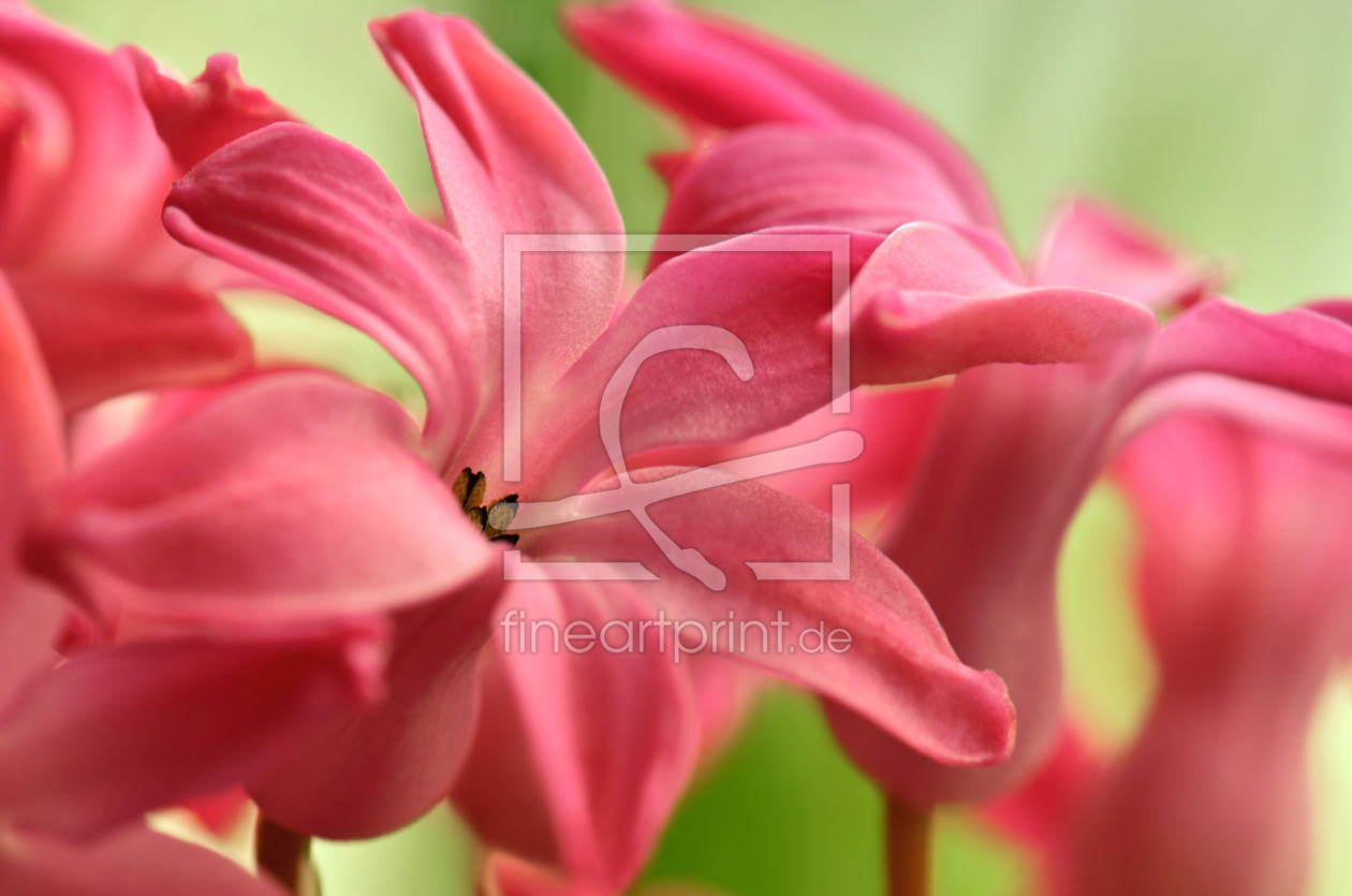 Bild-Nr.: 11454443 Hyazinthe Bild-Nr.: 11454443 Hyazinthe erstellt von Atteloi