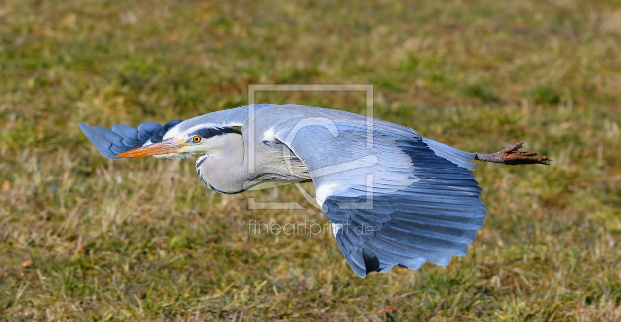 Bild-Nr.: 11454833 .. flying away .. erstellt von GUGIGEI