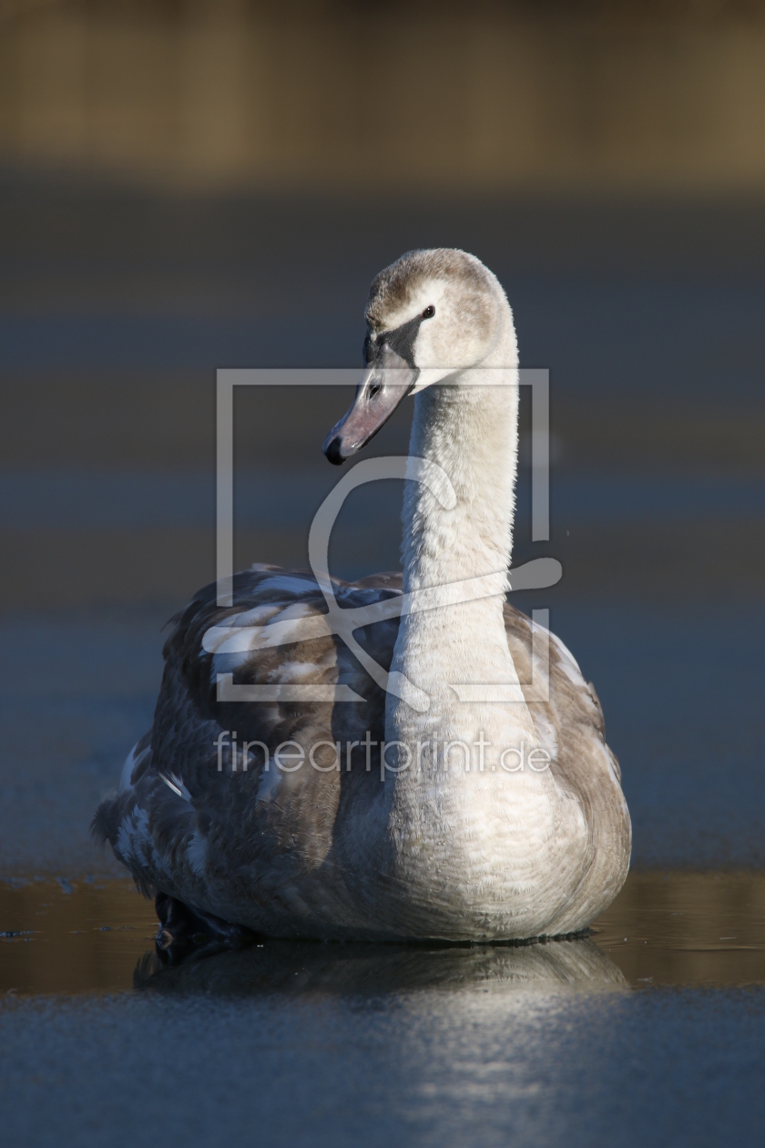 Bild-Nr.: 11455187 Schwan erstellt von FotoDeHRO