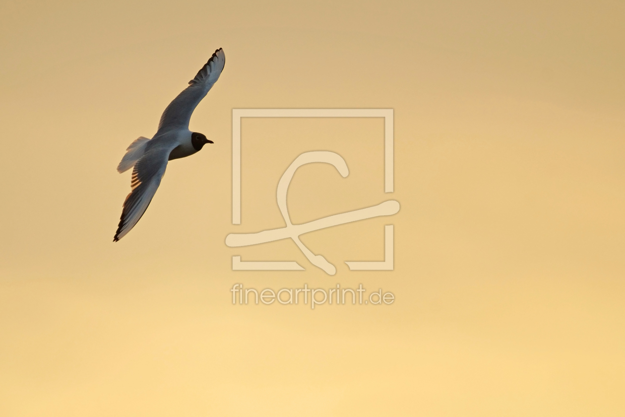 Bild-Nr.: 11455462 Minimalistisches Abendbild erstellt von Ostfriese