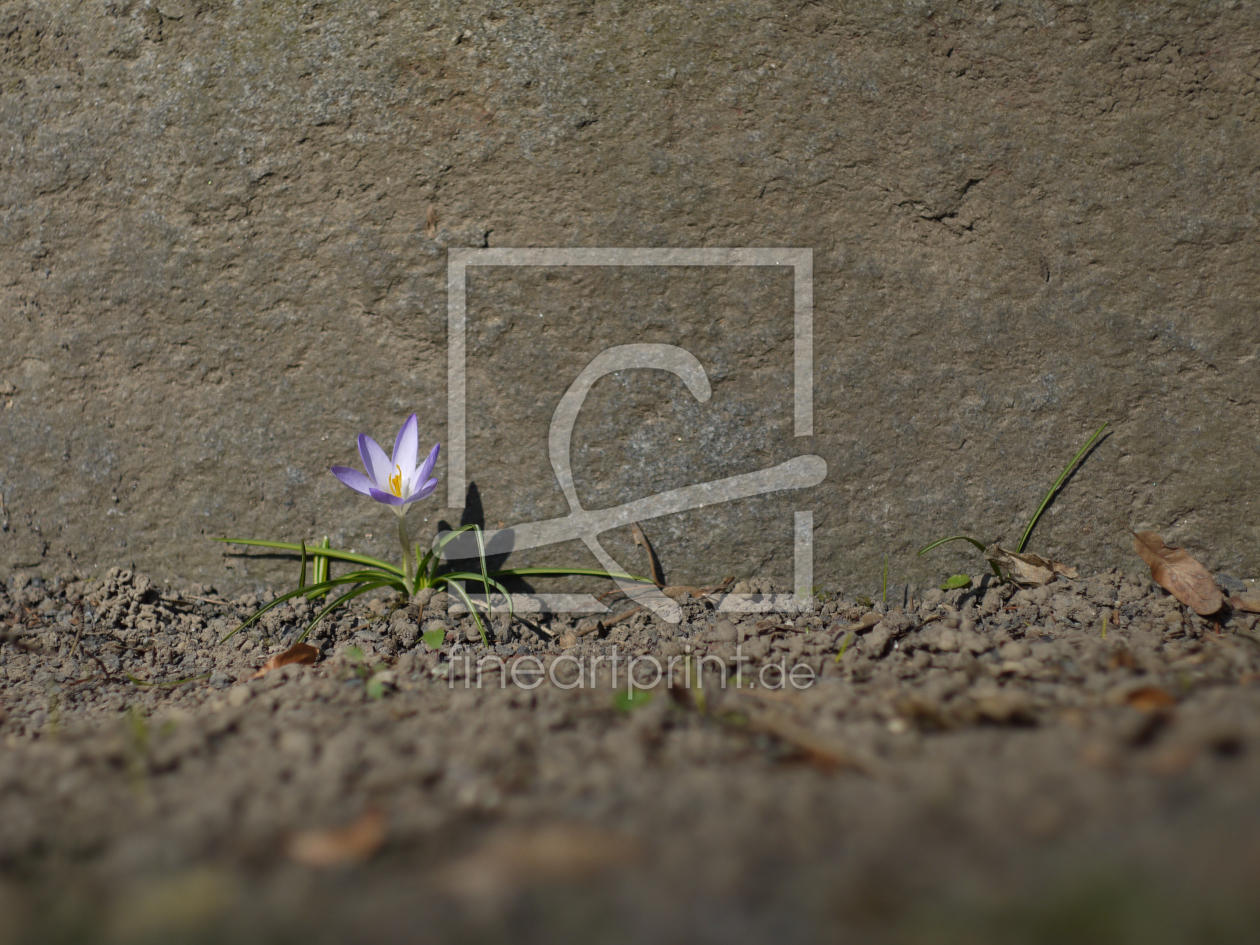 Bild-Nr.: 11455771 Einsamer Krokus erstellt von LumixIgor