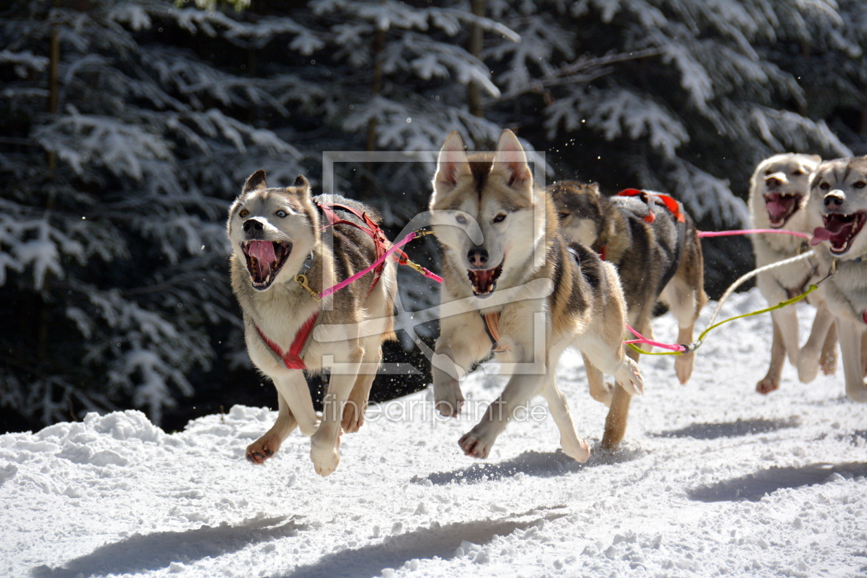 Bild-Nr.: 11455962 Fliegende Hunde erstellt von GUGIGEI