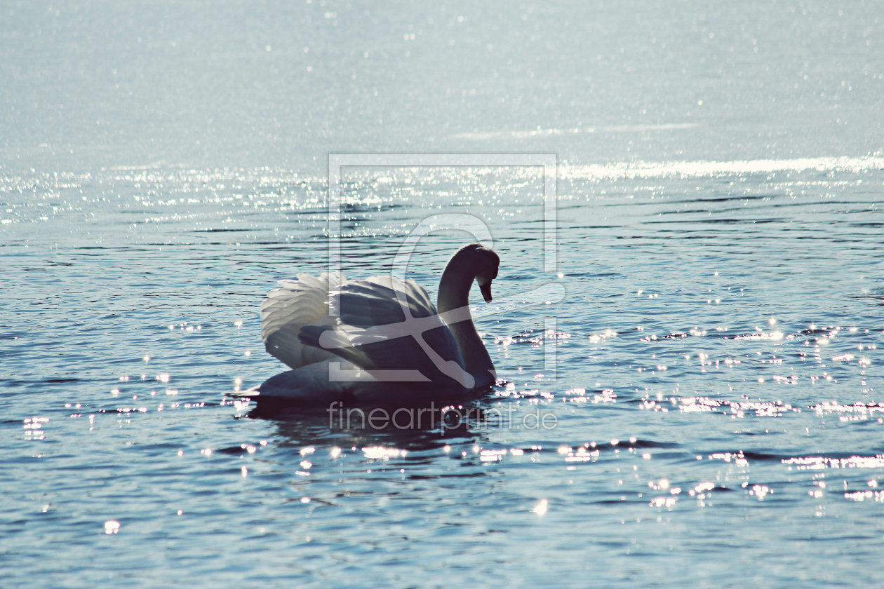 Bild-Nr.: 11455995 Schwan erstellt von Heike  Hultsch