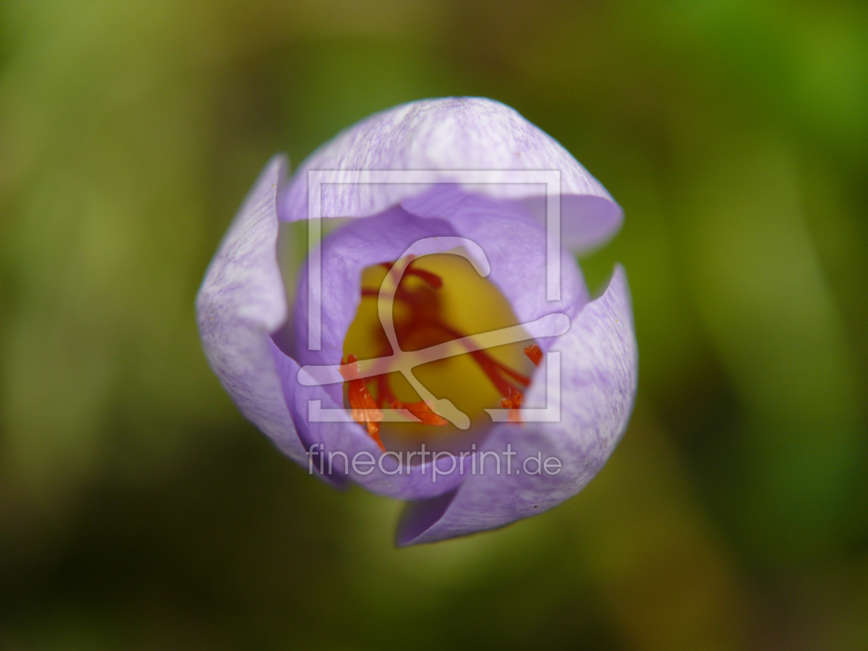 Bild-Nr.: 11456027 Krokus erstellt von LumixIgor