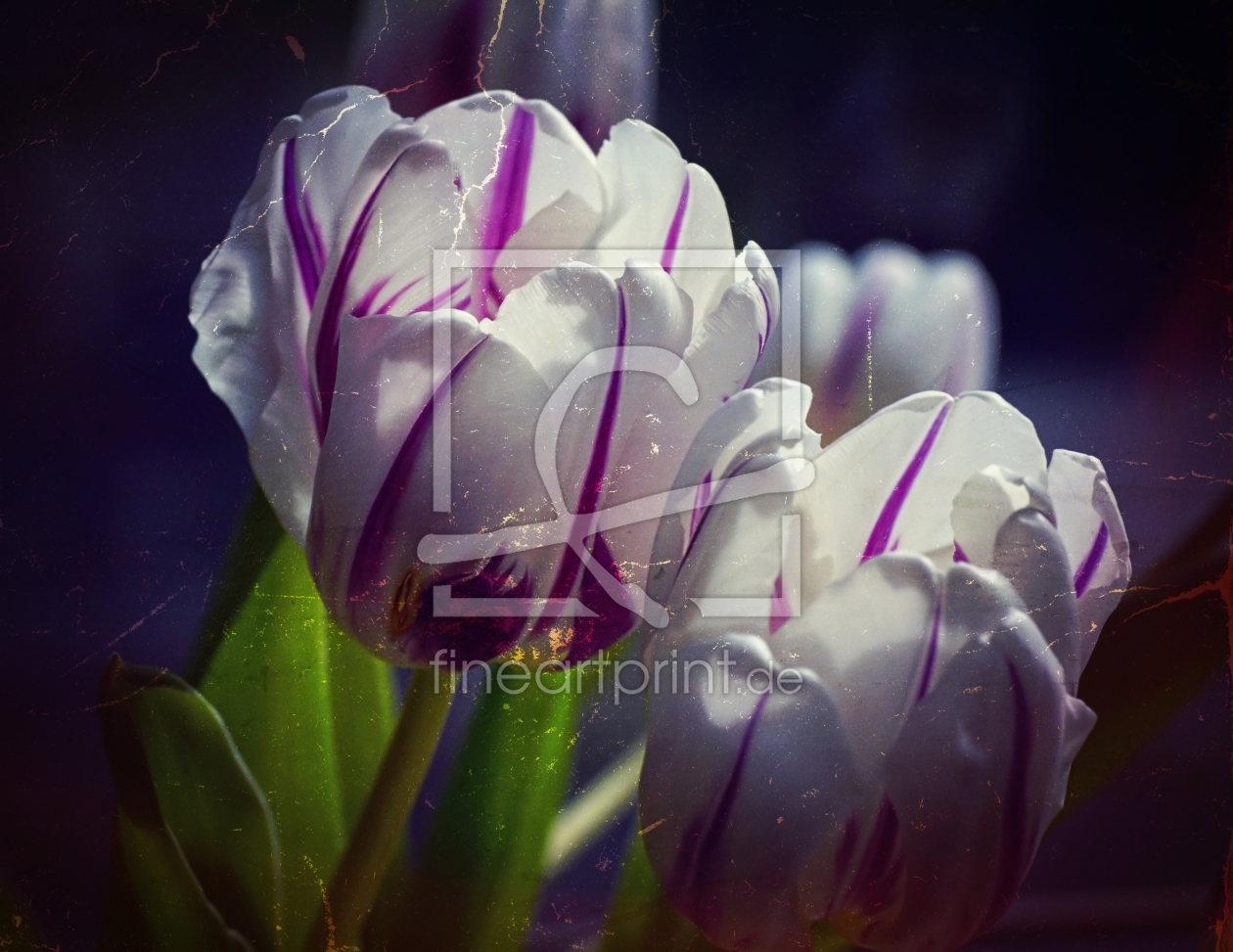 Bild-Nr.: 11456217 Tulips erstellt von youhaveadream