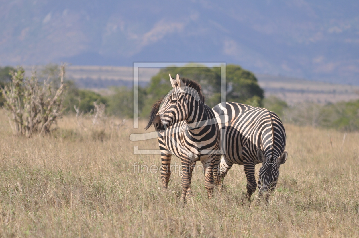 Bild-Nr.: 11456374 Zebras erstellt von petfamily