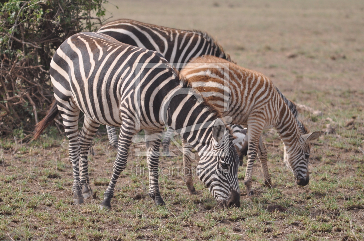 Bild-Nr.: 11456384 Zebrafamilie erstellt von petfamily