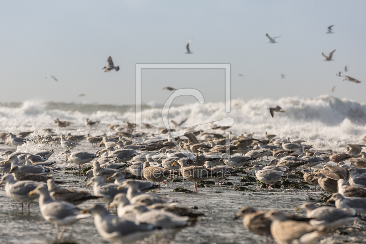 Bild-Nr.: 11456430 Möwen am Strand 1 erstellt von KundenNr-284519