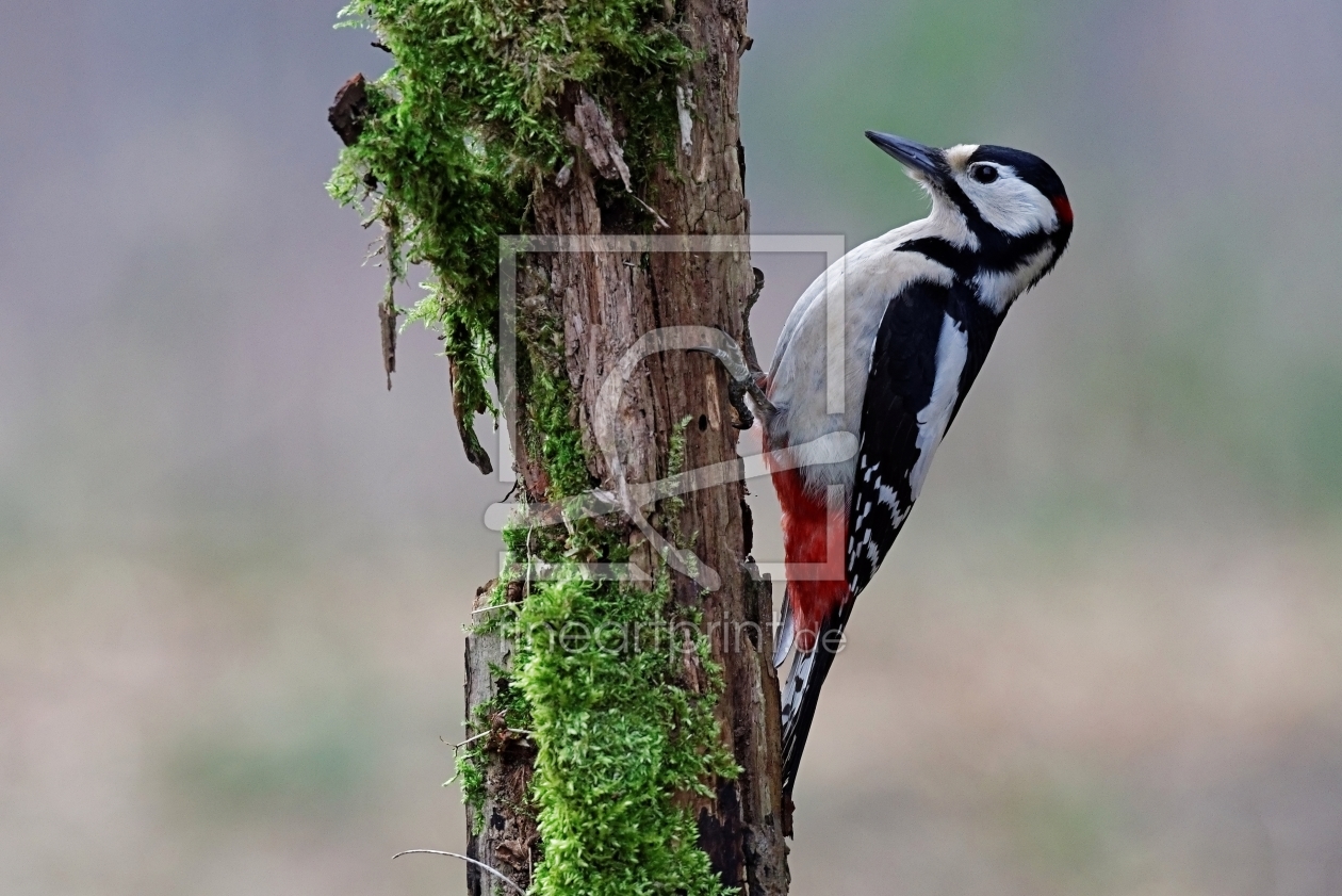 Bild-Nr.: 11456657 Buntspecht erstellt von Taunusbilder