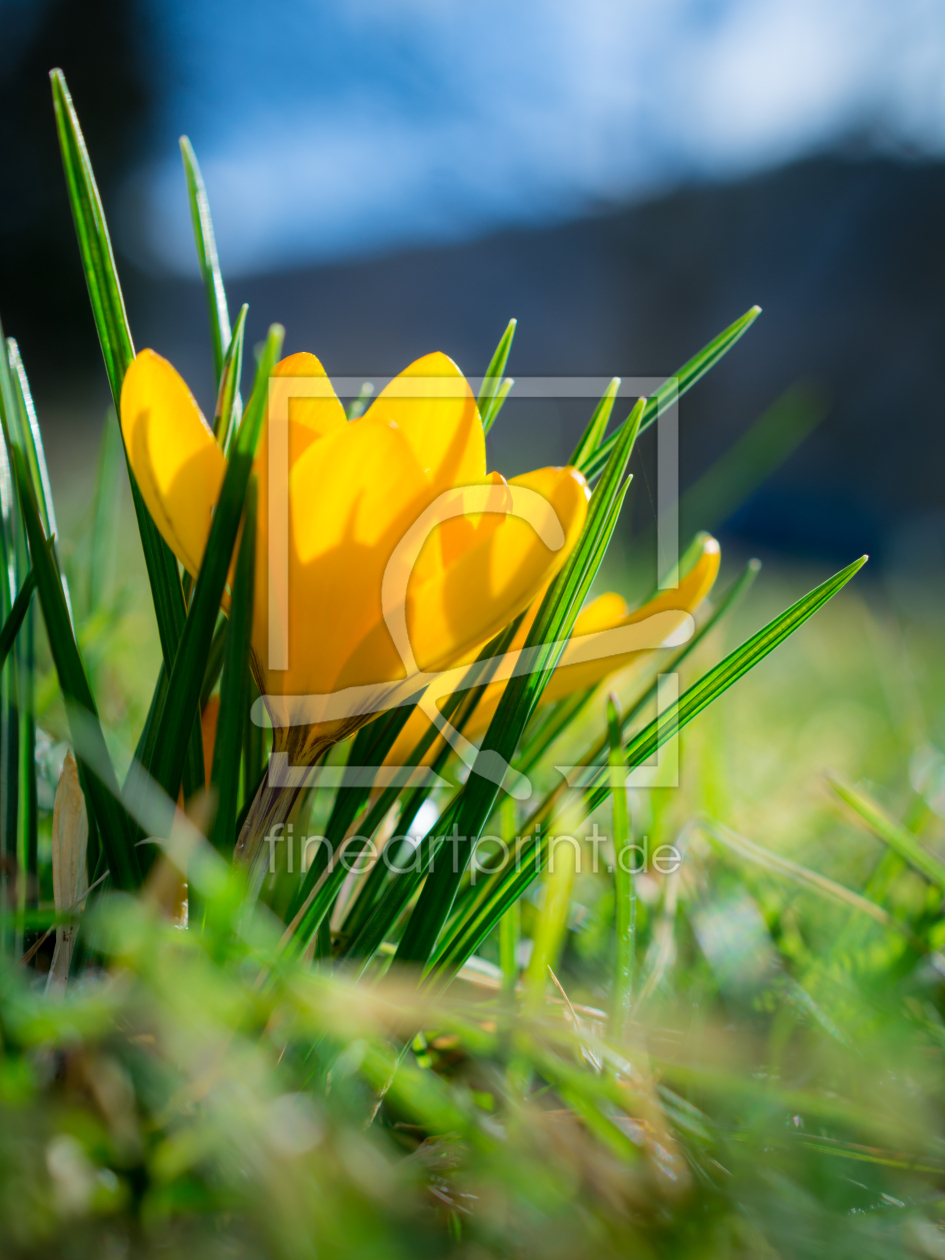 Bild-Nr.: 11457039 FRÜHLING erstellt von Richard-Young