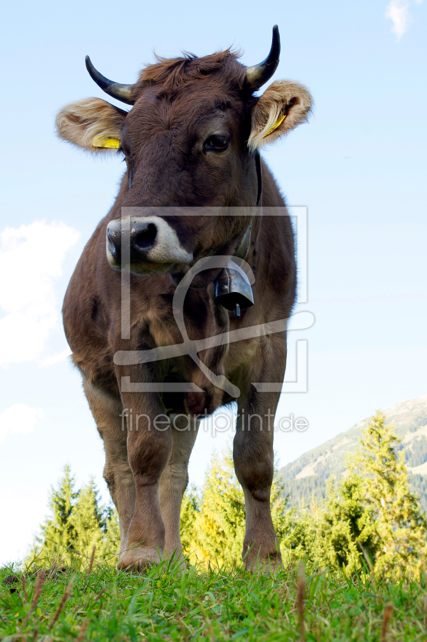 Bild-Nr.: 11457624 Kuh in den Bergen erstellt von Tanja Riedel