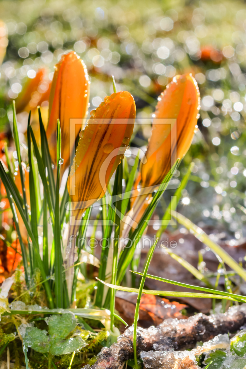 Bild-Nr.: 11457843 FRÜHLING erstellt von Richard-Young