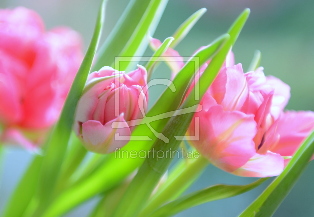 Bild-Nr.: 11458031 Frühlingssinfonie erstellt von GUGIGEI