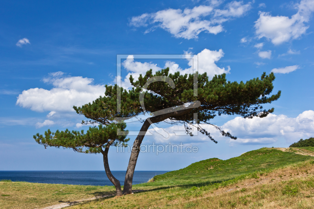 Bild-Nr.: 11458615 Baum an der Ostsee 3 erstellt von Anja Schäfer