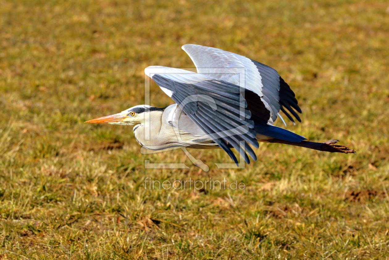 Bild-Nr.: 11458653 .. flying away .. erstellt von GUGIGEI