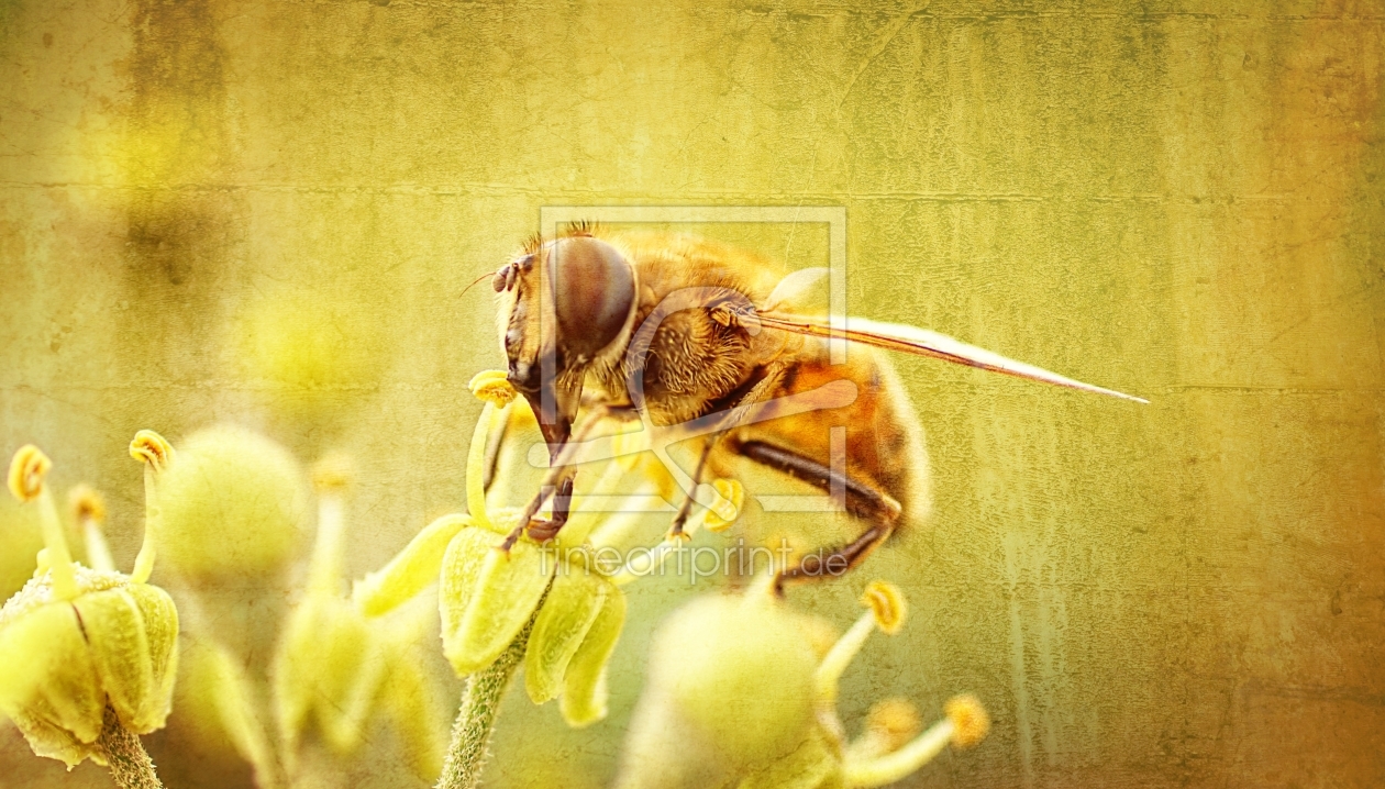 Bild-Nr.: 11459713 Honey erstellt von youhaveadream