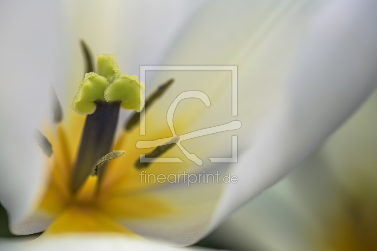 Bild-Nr.: 11460131 Flowering erstellt von shaas737