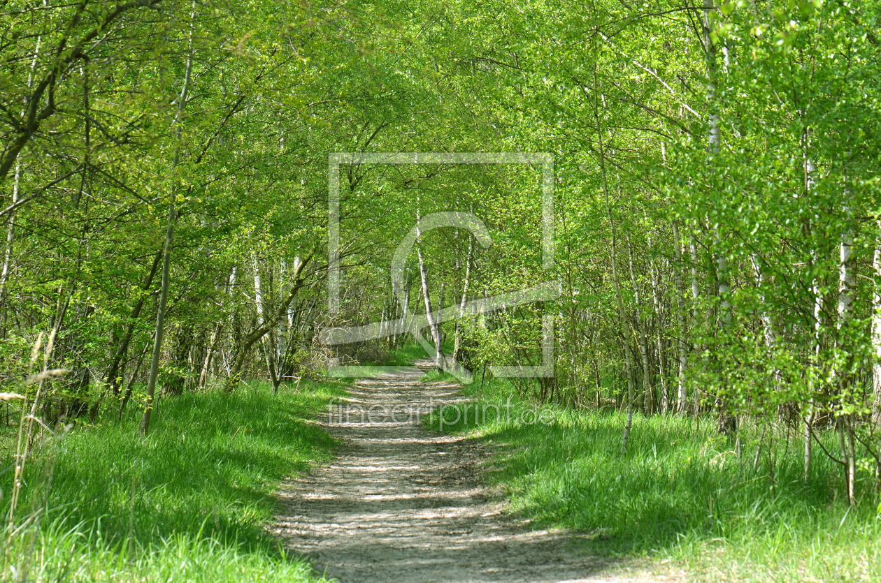Bild-Nr.: 11460182 Frühling im Birkenwald erstellt von Atteloi