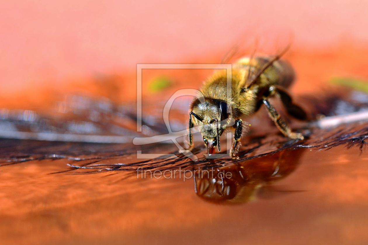 Bild-Nr.: 11460771 Wasserträger erstellt von Ostfriese
