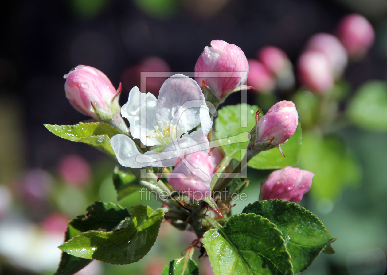 Bild-Nr.: 11460995 Kirschblüten erstellt von Foto-Gen