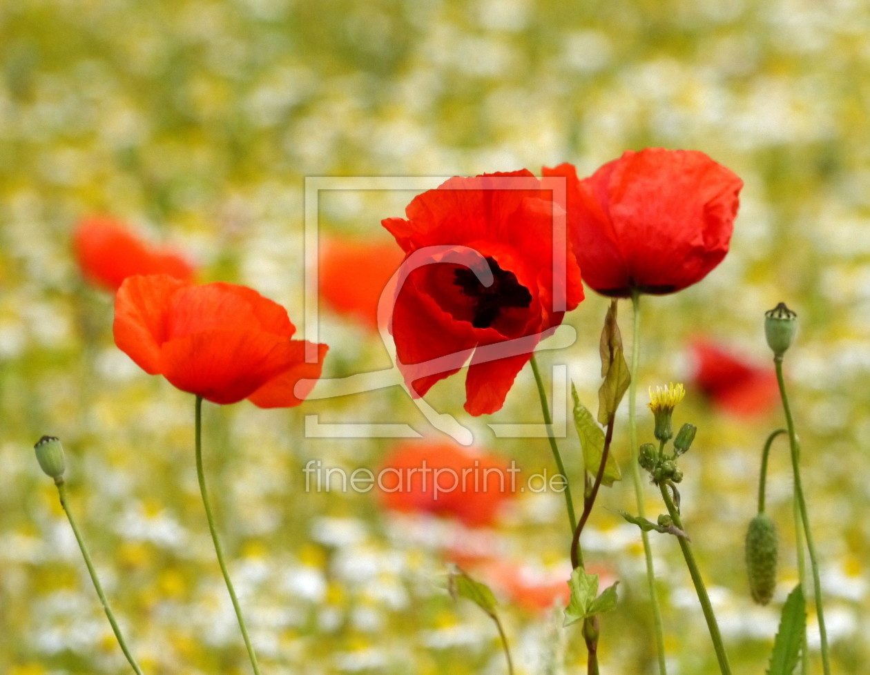 Bild-Nr.: 11461165 Mohn im Wind erstellt von Chrisho