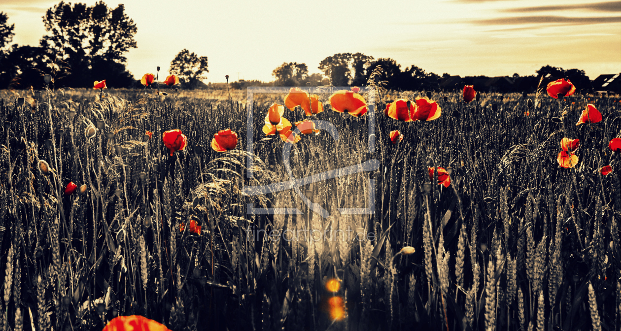 Bild-Nr.: 11461282 Mohnblumen erstellt von Bastian91