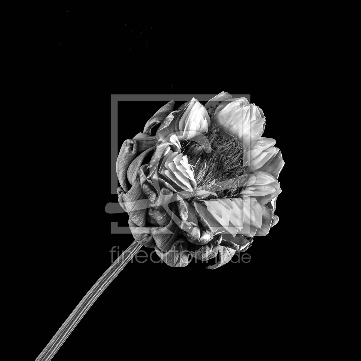 Bild-Nr.: 11461480 Artischockenblüte Bild-Nr.: 11461480 Artischockenblüte erstellt von agilekna