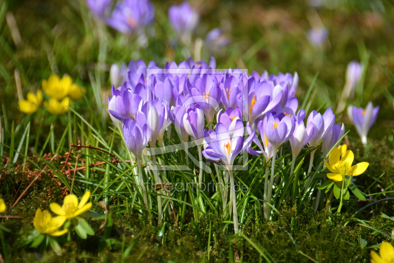 Bild-Nr.: 11461745 Frühlingspoesie erstellt von GUGIGEI