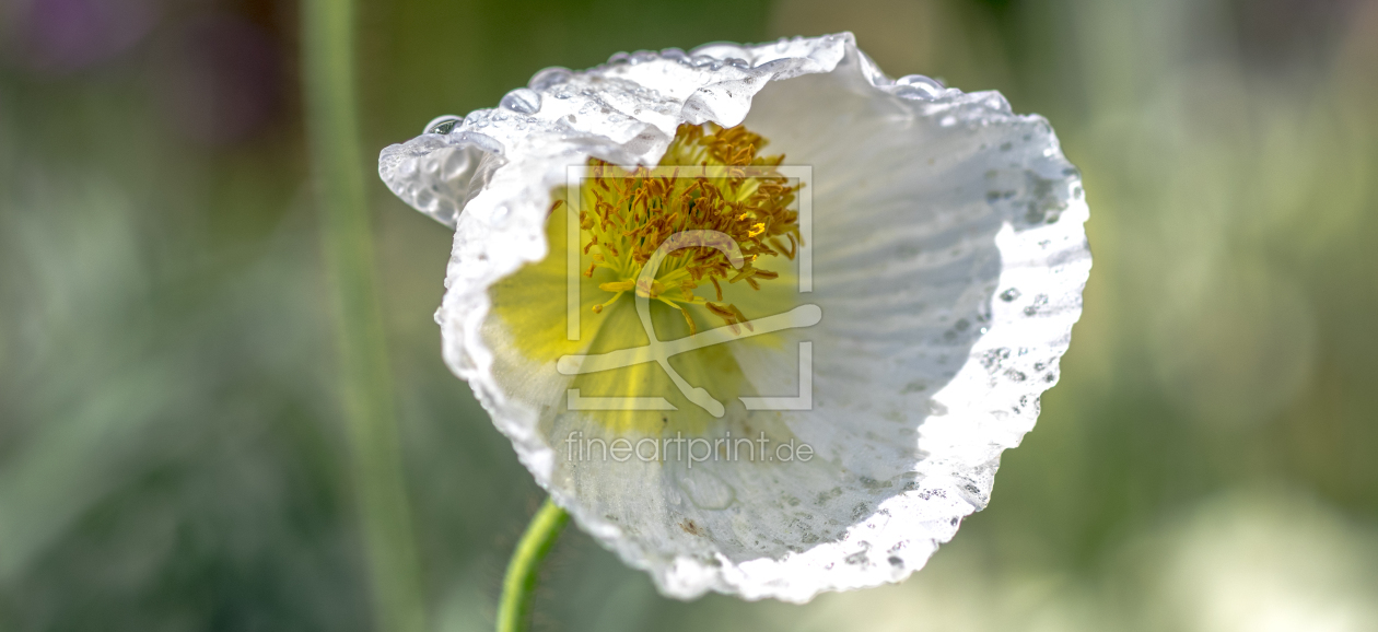 Bild-Nr.: 11461810 Mohn erstellt von ERP