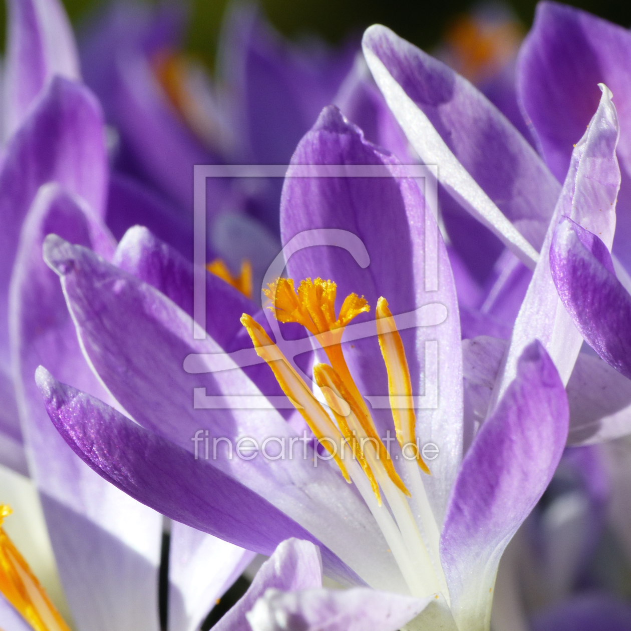 Bild-Nr.: 11461826 Violetter Krokus - Der Frühlingsbote erstellt von Schroeer-Ralf
