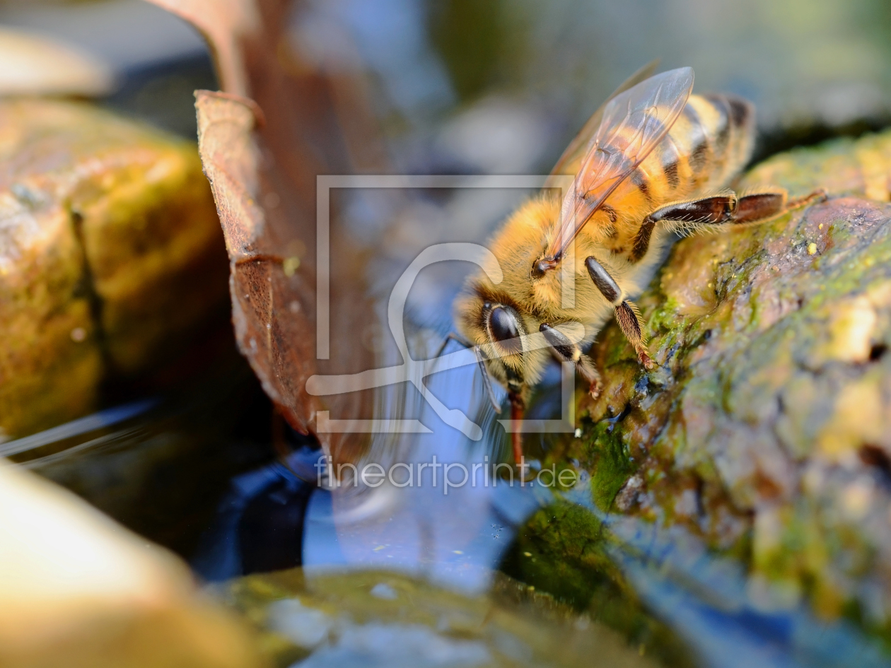 Bild-Nr.: 11461827 Die Wasserholerin erstellt von Ostfriese