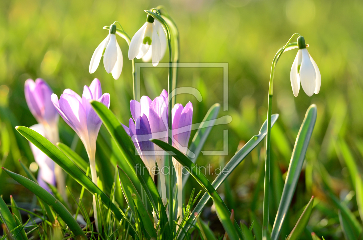 Bild-Nr.: 11461863 Frühlingsgefühle erwachen erstellt von Ostfriese