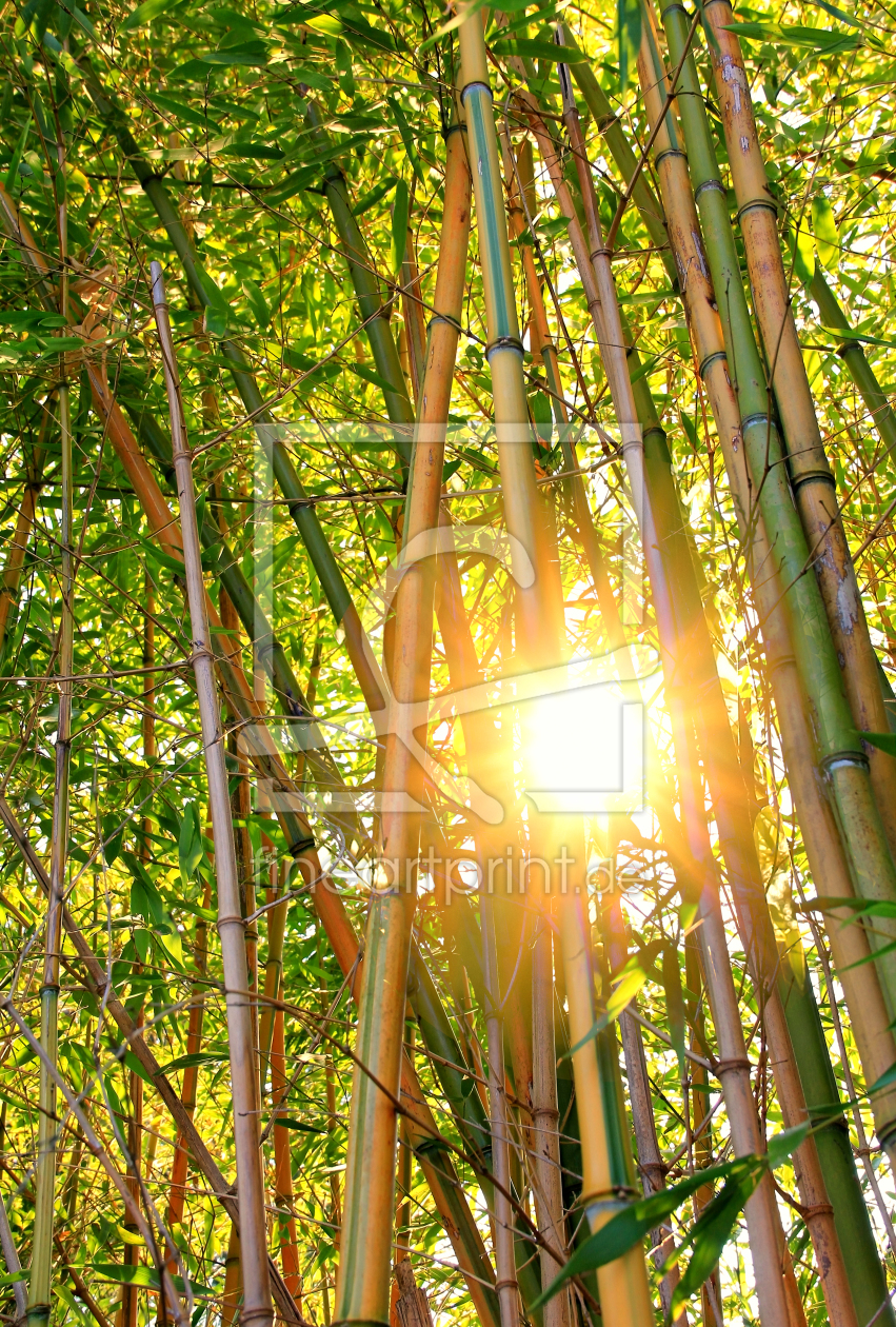 Bild-Nr.: 11461981 Sonne im Bambuswald erstellt von SusaZoom