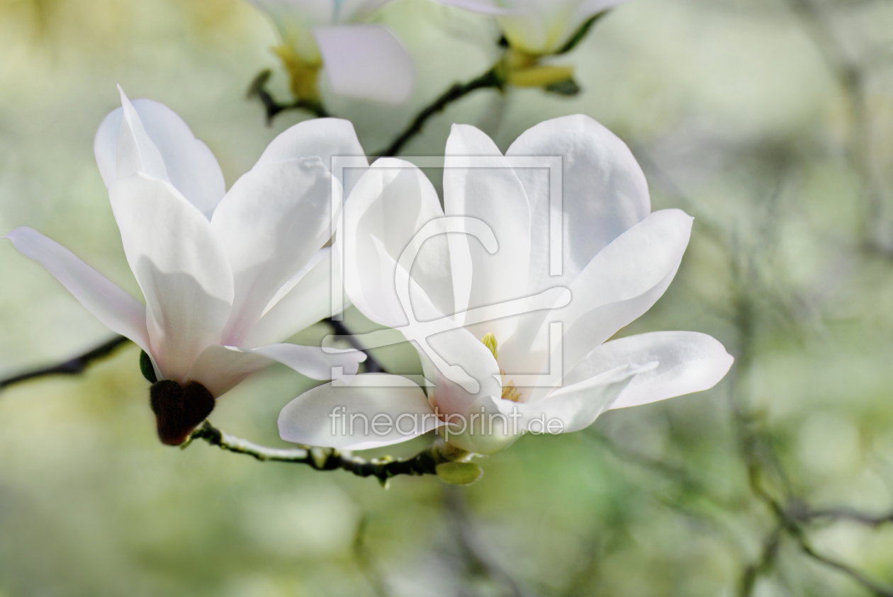 Bild-Nr.: 11462383 Magnolie erstellt von Atteloi