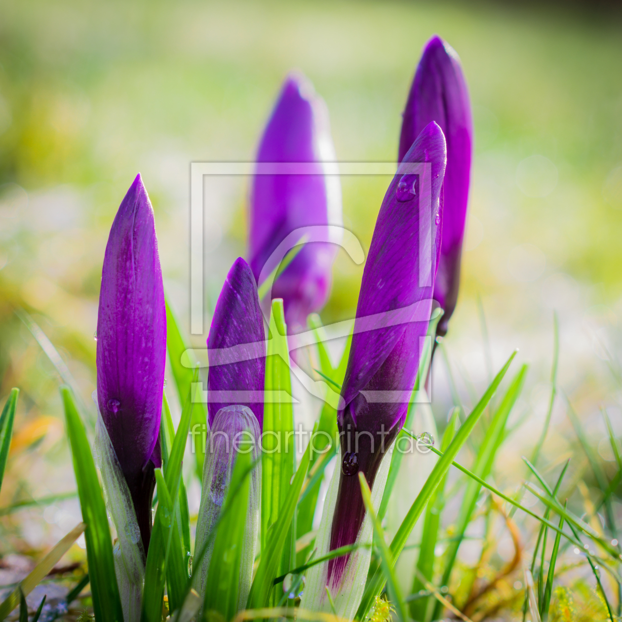 Bild-Nr.: 11462457 FRÜHLING erstellt von Richard-Young