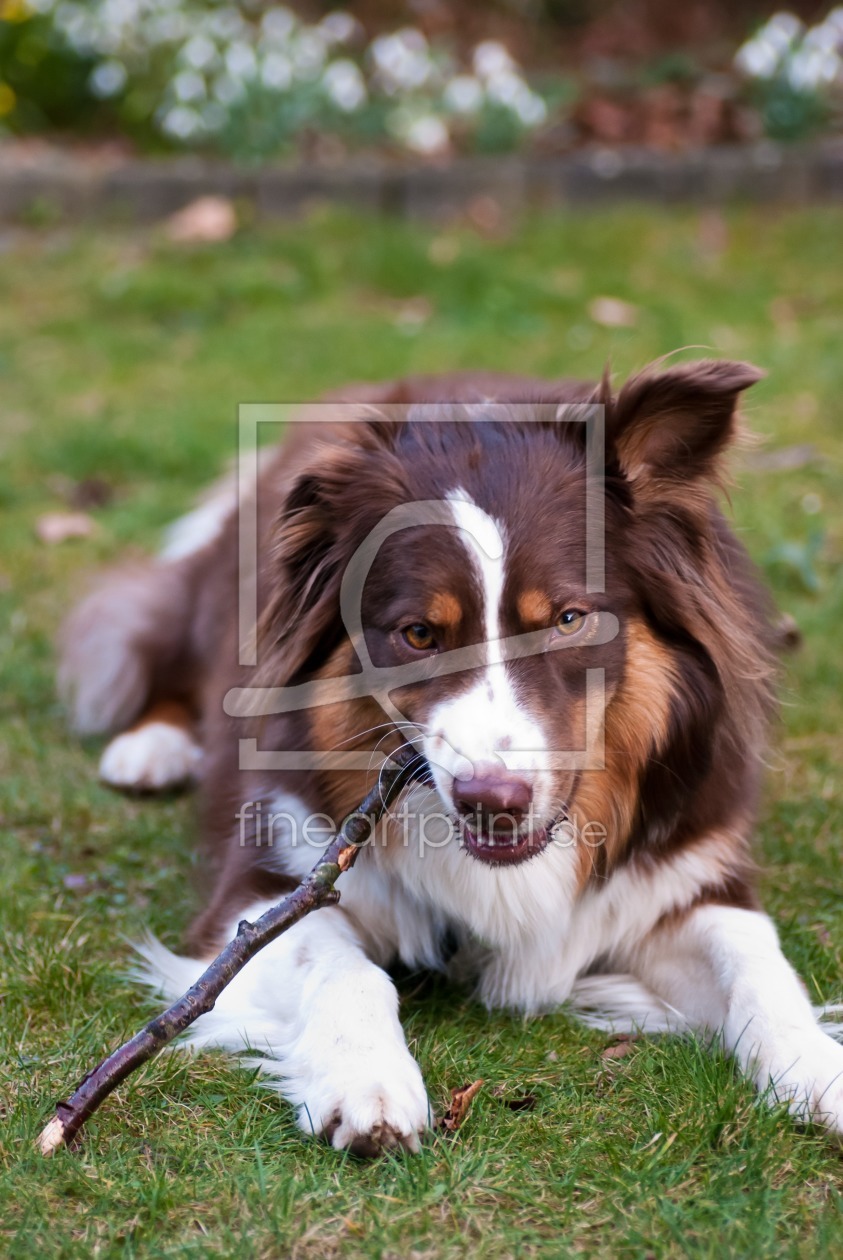 Bild-Nr.: 11462734 Australian Shepherd erstellt von NatalieJahnel