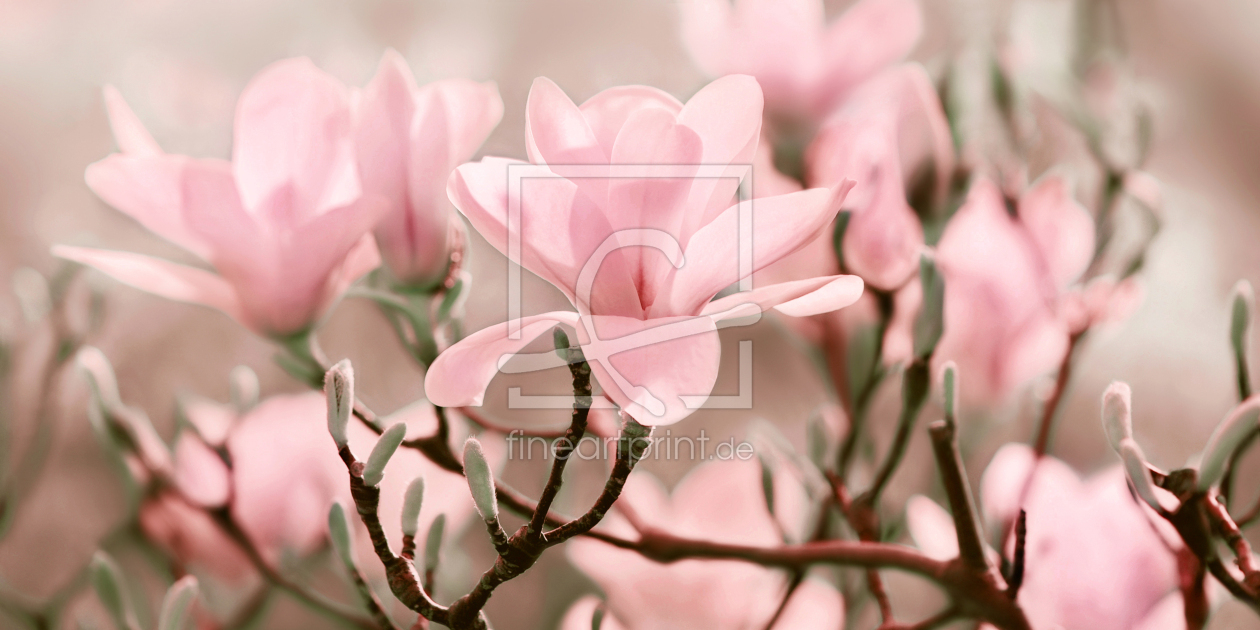 Bild-Nr.: 11462754 Magnolie erstellt von Atteloi