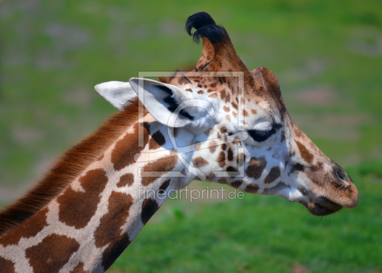Bild-Nr.: 11462943 Giraffe erstellt von albatross