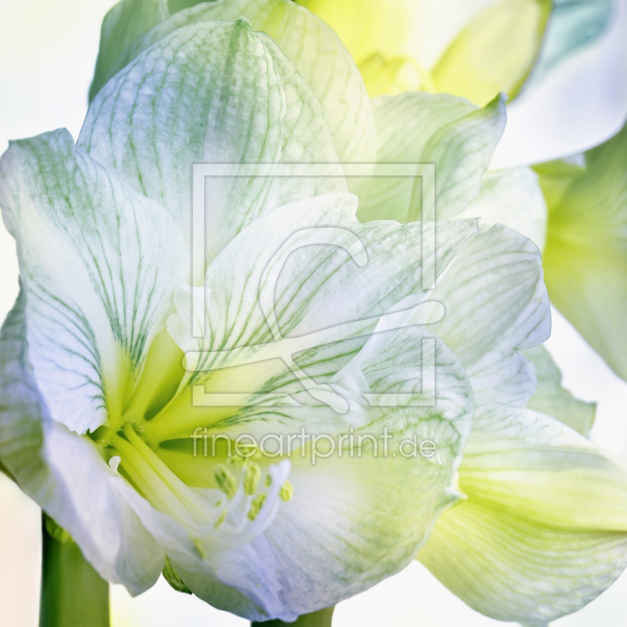 Bild-Nr.: 11463391 Amaryllis erstellt von Atteloi