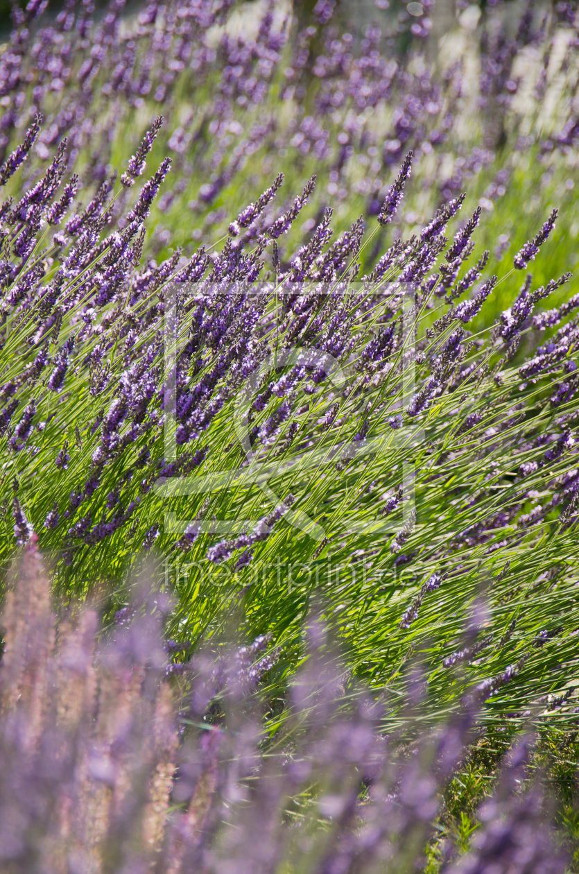 Bild-Nr.: 11463950 Der Echte Lavendel  erstellt von siebor