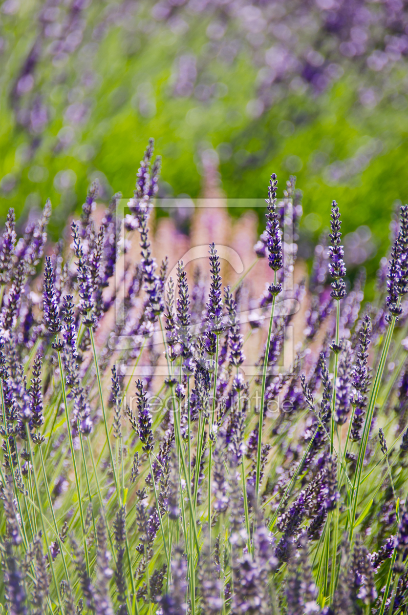 Bild-Nr.: 11463954 Echter Lavendel erstellt von siebor