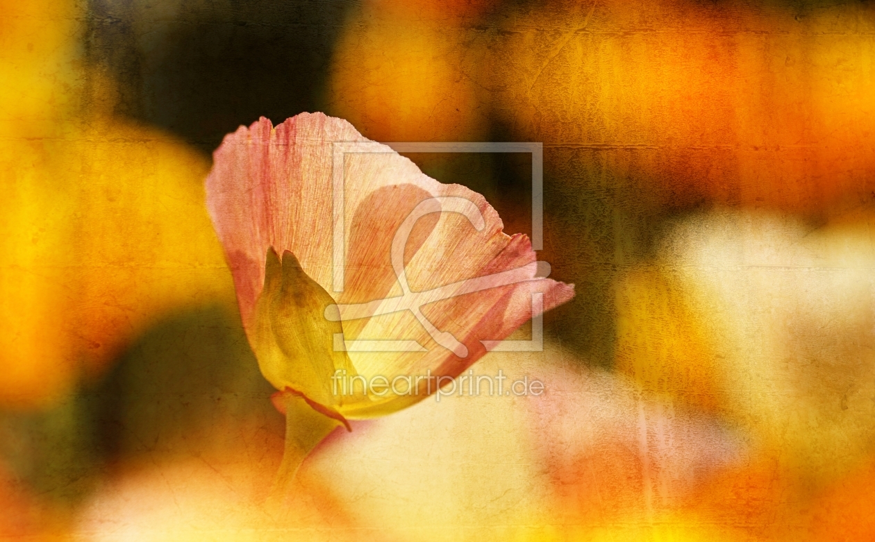 Bild-Nr.: 11464210 Poppy Mix erstellt von youhaveadream