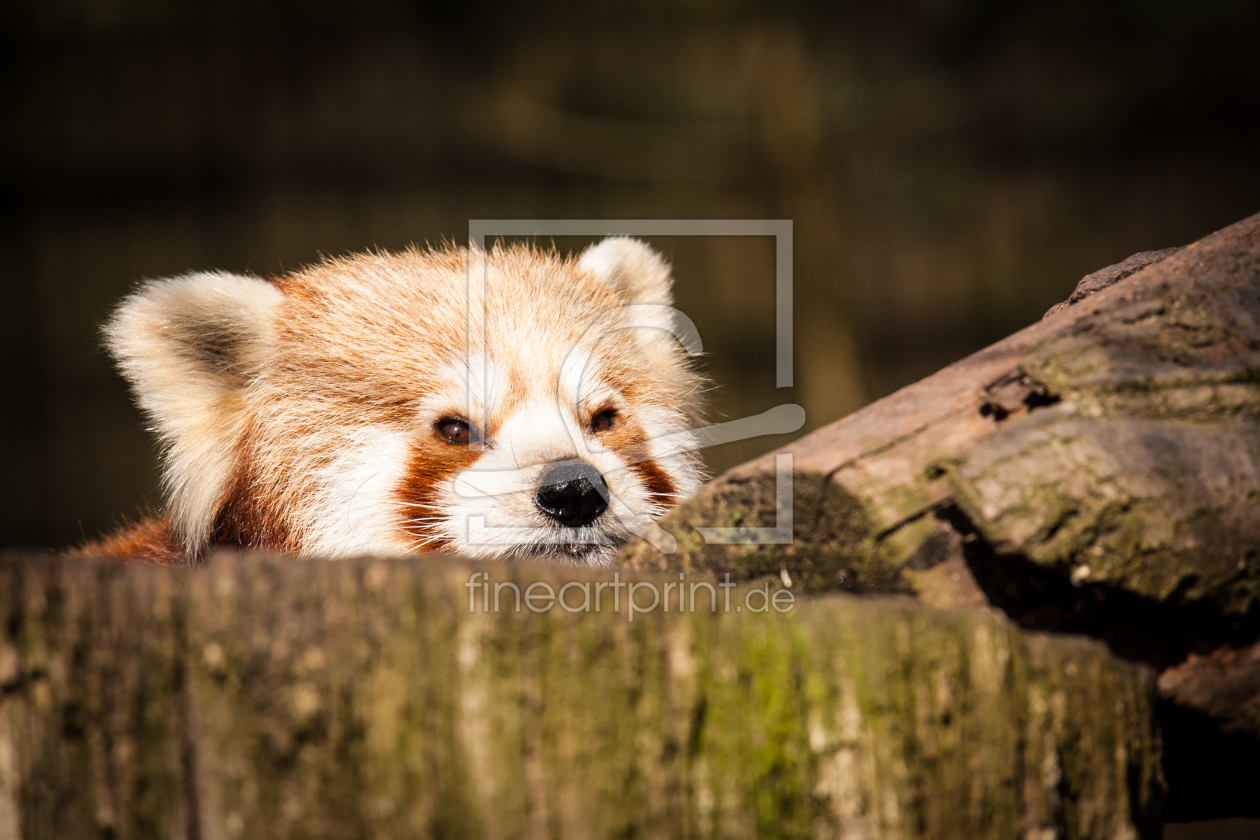 Bild-Nr.: 11464311 kleiner Panda erstellt von HH-Portrait