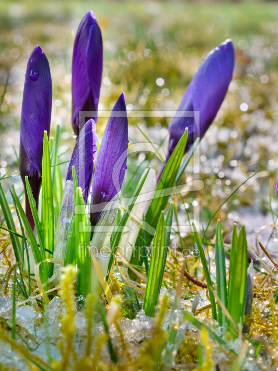 Bild-Nr.: 11464330 FRÜHLING erstellt von Richard-Young