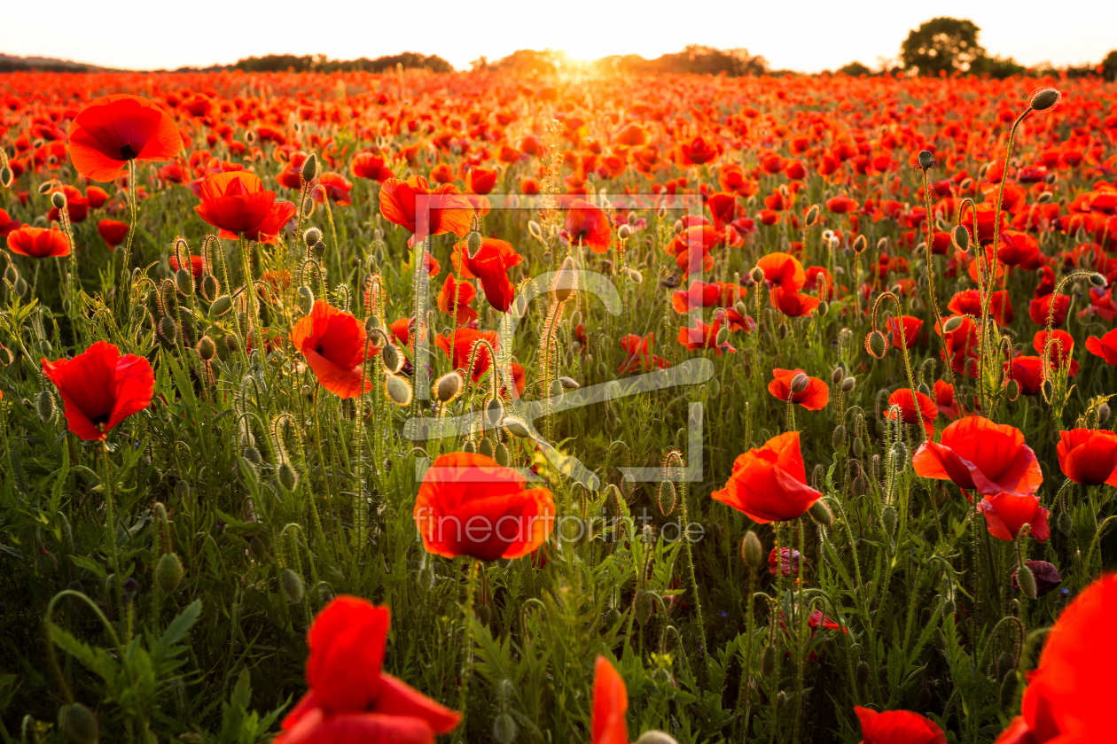 Bild-Nr.: 11464546 Sommer - Sonne - Mohnfeld erstellt von Oliver Henze