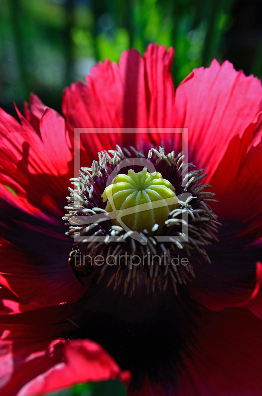 Bild-Nr.: 11464637 Mohn erstellt von siebor