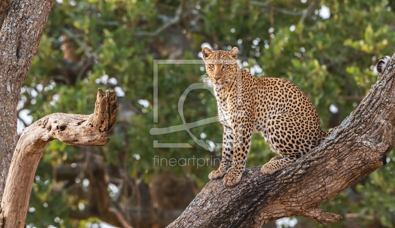 Bild-Nr.: 11464810 Leopard in der Serengeti erstellt von Safarifotografie