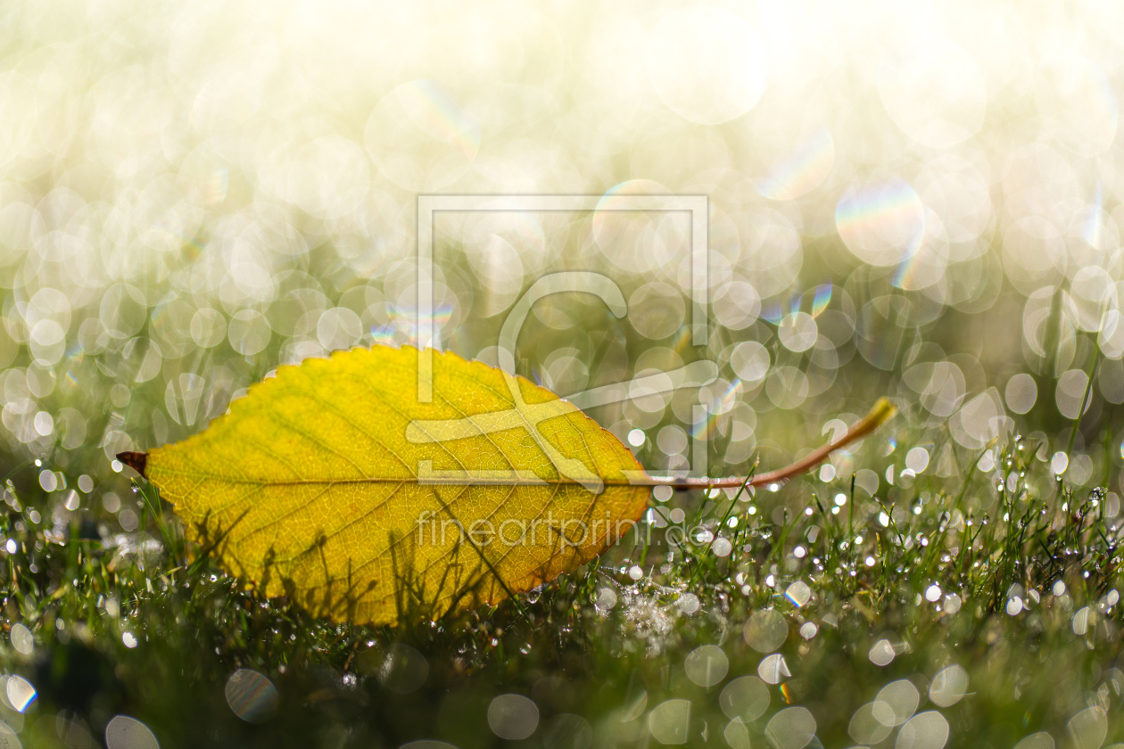 Bild-Nr.: 11465164 Goldener Herbst erstellt von Photosynthese